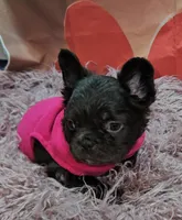 Raven 2, a female French Bulldog for sale in Newton, IL – Photo 2 of 3