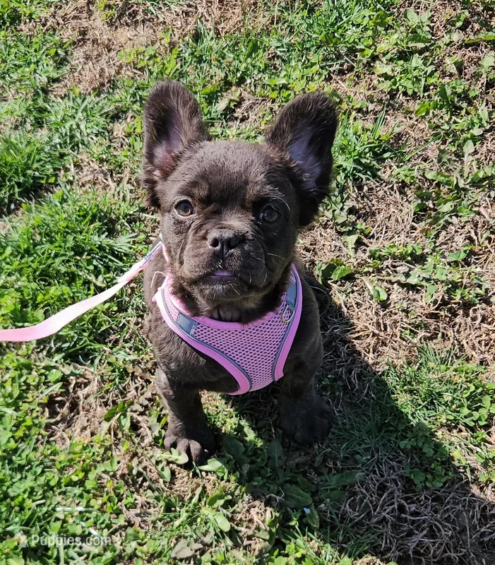 Raven 2 – French Bulldog puppy for sale in Newton, IL