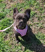 Raven 2, a female French Bulldog for sale in Newton, IL – Photo 1 of 6