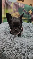 Raven 2, a female French Bulldog for sale in Newton, IL – Photo 1 of 3