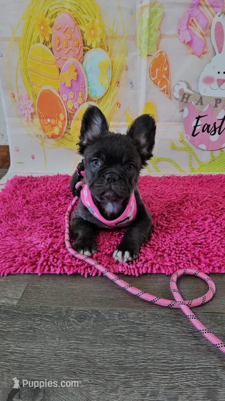 Raven 2 – French Bulldog puppy for sale in Newton, IL