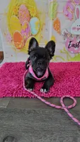 Raven 2, a female French Bulldog for sale in Newton, IL – Photo 2 of 6