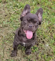 Raven 2, a female French Bulldog for sale in Newton, IL – 1 of 7