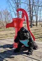 M2, a male Cocker Spaniel for sale in Newton, IL – Photo 3 of 7