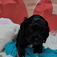 M2, a male Cocker Spaniel for sale in Newton, IL – Photo 6 of 7