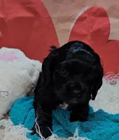 processed/cdc7b7b5-8adb-4ebf-962b-086c4ceb1d0c/listing/1ead47d8-a4b2-4046-9622-01e257d9acd9/3eb88653-f65a-4650-8eca-80a81f0ad744