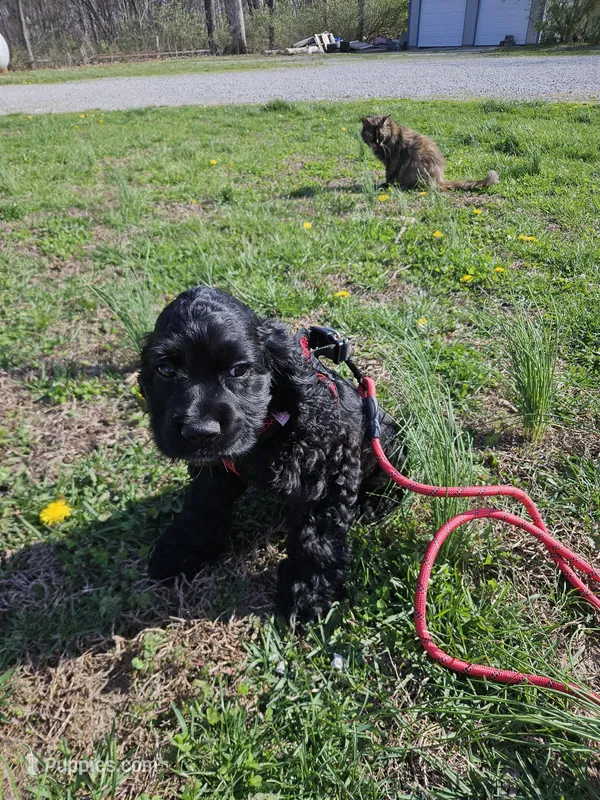 M2 – Cocker Spaniel puppy for sale in Newton, IL
