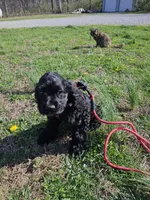 M2, a male Cocker Spaniel for sale in Newton, IL – Photo 1 of 7