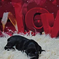 M2, a male Cocker Spaniel for sale in Newton, IL – Photo 7 of 7