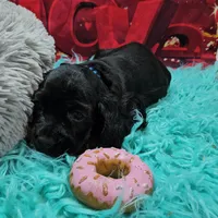 M2, a male Cocker Spaniel for sale in Newton, IL – Photo 5 of 7