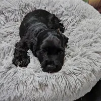 M2, a male Cocker Spaniel for sale in Newton, IL – Photo 4 of 7