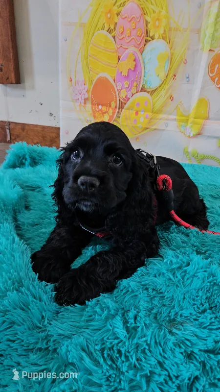 M2 – Cocker Spaniel puppy for sale in Newton, IL