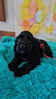M2, a male Cocker Spaniel for sale in Newton, IL – Photo 2 of 7