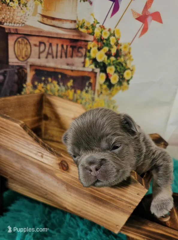 WB 3 – French Bulldog puppy for sale in Newton, IL