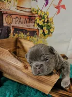 WB 3, a male French Bulldog for sale in Newton, IL – Photo 1 of 3