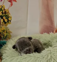 WB 3, a male French Bulldog for sale in Newton, IL – Photo 2 of 3