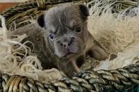 WB 3, a male French Bulldog for sale in Newton, IL – 2 of 6