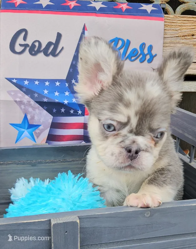 WB 2 – French Bulldog puppy for sale in Newton, IL
