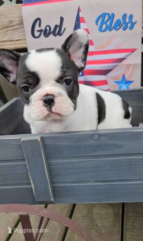 Kieko 1 – French Bulldog puppy for sale in Newton, IL