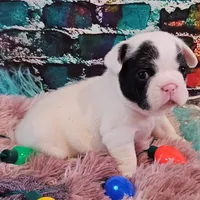 YJ 3, a female French Bulldog for sale in Newton, IL – Photo 7 of 7