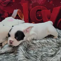 YJ 3, a female French Bulldog for sale in Newton, IL – Photo 5 of 7