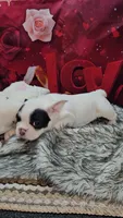 YJ 3, a female French Bulldog for sale in Newton, IL – Photo 1 of 4