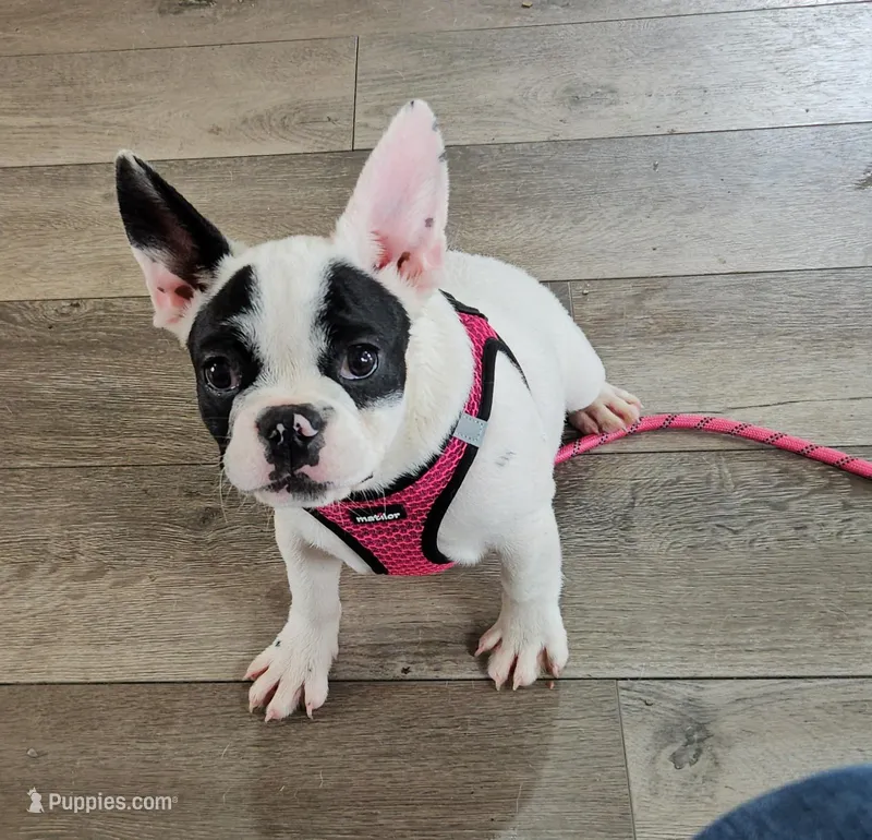 YJ 3 – French Bulldog puppy for sale in Newton, IL
