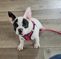 YJ 3, a female French Bulldog for sale in Newton, IL – Photo 1 of 7