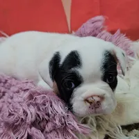 YJ 3, a female French Bulldog for sale in Newton, IL – Photo 4 of 7