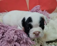 YJ 3, a female French Bulldog for sale in Newton, IL – Photo 2 of 4