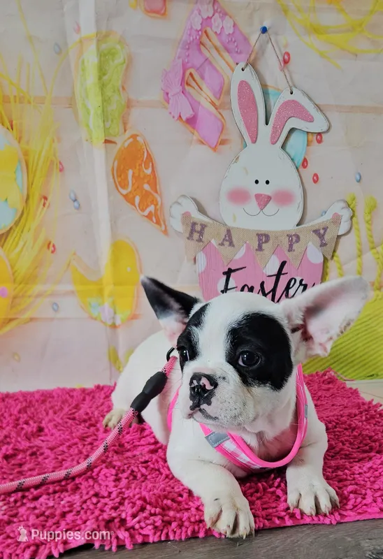 YJ 3 – French Bulldog puppy for sale in Newton, IL