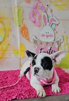 YJ 3, a female French Bulldog for sale in Newton, IL – Photo 2 of 7