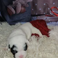 YJ 3, a female French Bulldog for sale in Newton, IL – Photo 6 of 7