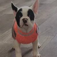 YJ 3, a female French Bulldog for sale in Newton, IL – Photo 3 of 7