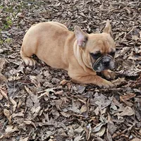 Saga 6, a male French Bulldog for sale in Newton, IL – Photo 2 of 6