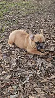 Saga 6, a male French Bulldog for sale in Newton, IL – Photo 1 of 5