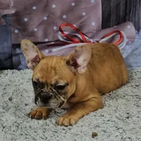 Saga 6, a male French Bulldog for sale in Newton, IL – Photo 3 of 6