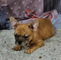 Saga 6, a male French Bulldog for sale in Newton, IL – Photo 2 of 5