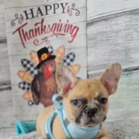 Saga 6, a male French Bulldog for sale in Newton, IL – Photo 4 of 6