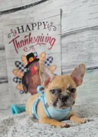 Saga 6, a male French Bulldog for sale in Newton, IL – Photo 3 of 5