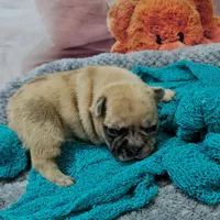 Saga 6, a male French Bulldog for sale in Newton, IL – Photo 6 of 6