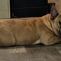 Saga 6, a male French Bulldog for sale in Newton, IL – Photo 1 of 6