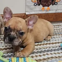 Saga 6, a male French Bulldog for sale in Newton, IL – Photo 5 of 6