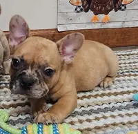 Saga 6, a male French Bulldog for sale in Newton, IL – Photo 4 of 5