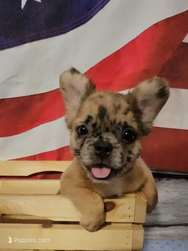 Mezzi 3 – French Bulldog puppy for sale in Newton, IL