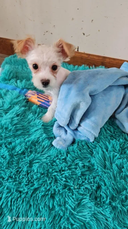 Parti yorkie  – Yorkshire Terrier puppy for sale in Newton, IL