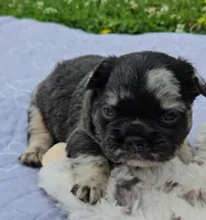 Mezzi 2, a male French Bulldog for sale in Newton, IL – 2 of 3