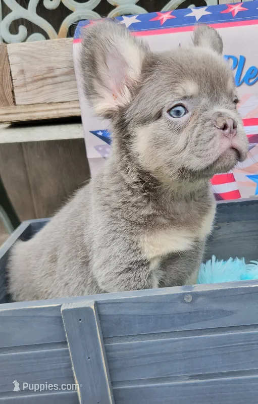 WB 3 – French Bulldog puppy for sale in Newton, IL