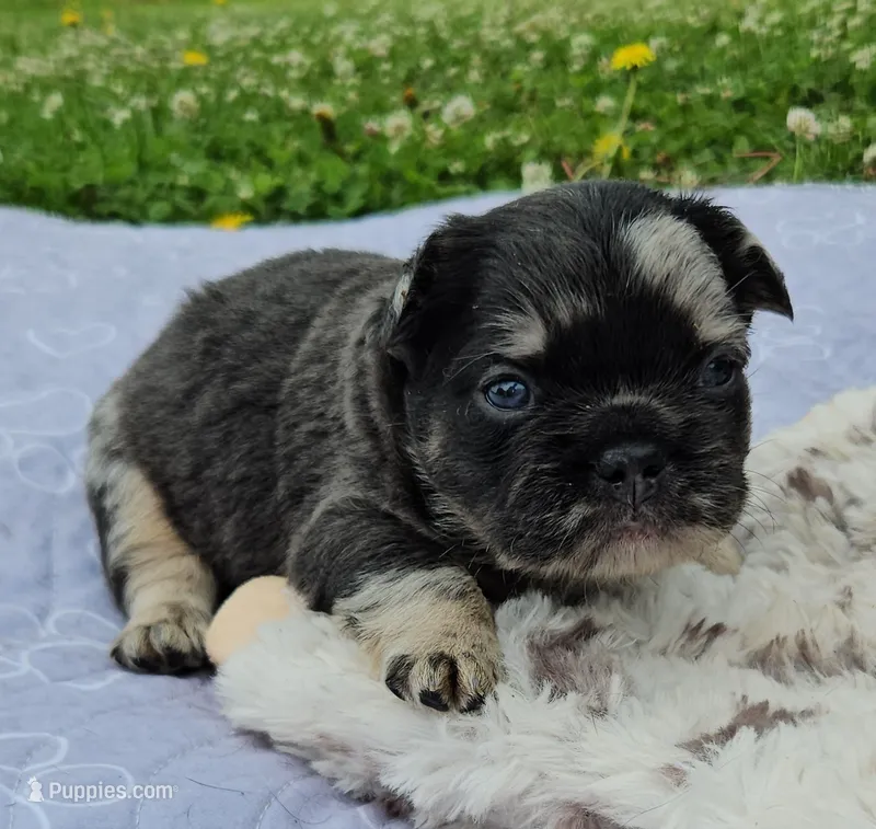 Mezzi 2 – French Bulldog puppy for sale in Newton, IL