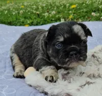 Mezzi 2, a male French Bulldog for sale in Newton, IL – 1 of 3